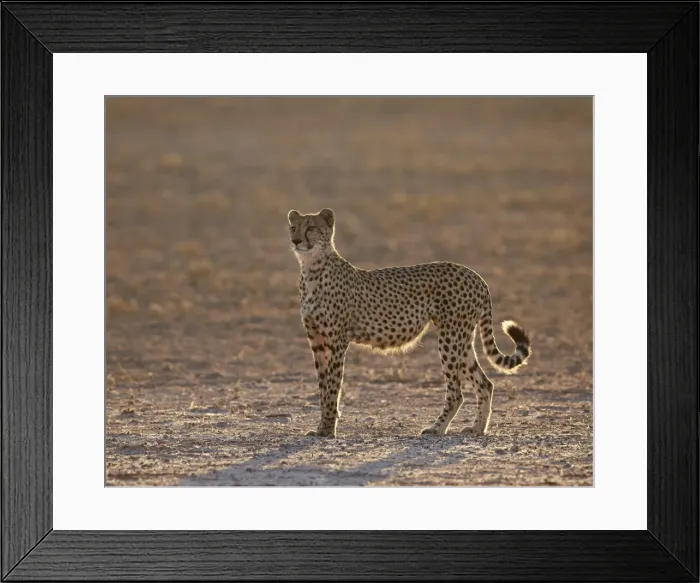 Framed Print : Cheetah (Acinonyx jubatus) backlit on the dry Auob River, Kgalagadi Transfrontier Park Framed Print : Cheetah (Acinonyx jubatus) backlit on the dry Auob River, Kgalagadi Transfrontier Park