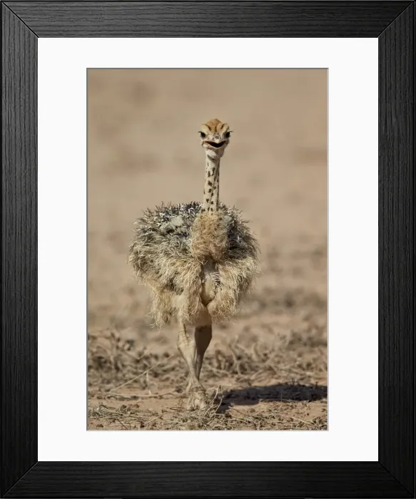 Framed Print : Common ostrich (Struthio camelus) chick, Kgalagadi Transfrontier Park, encompassing
