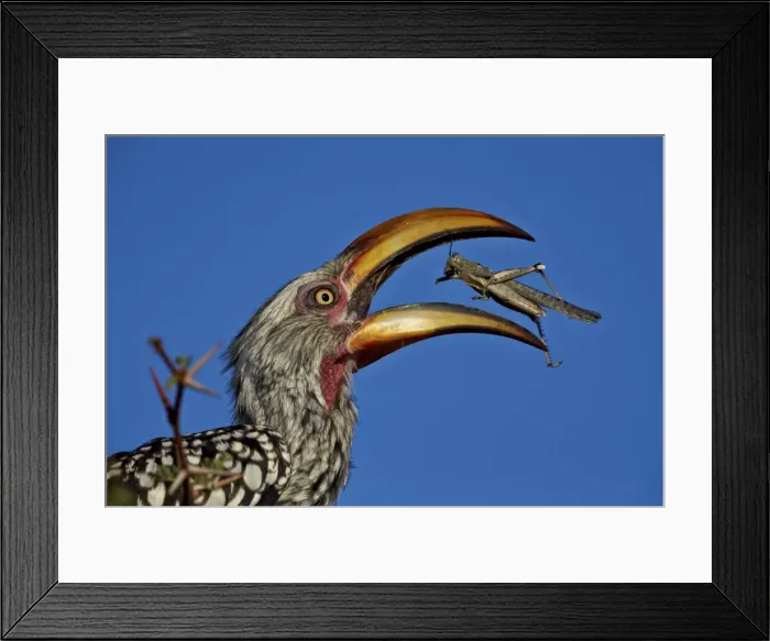 Framed Print : Southern yellow-billed hornbill (Tockus leucomelas) flipping a grasshopper, Kgalagadi