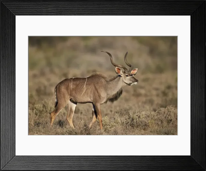 Framed Print : Greater kudu (Tragelaphus strepsiceros) buck, Karoo National Park, South Africa, Africa Framed Print : Greater kudu (Tragelaphus strepsiceros) buck, Karoo National Park, South Africa, Africa