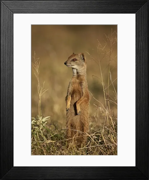 Framed Print : Yellow mongoose (Cynictis penicillata) prairie-dogging, Mountain Zebra National Park Framed Print : Yellow mongoose (Cynictis penicillata) prairie-dogging, Mountain Zebra National Park