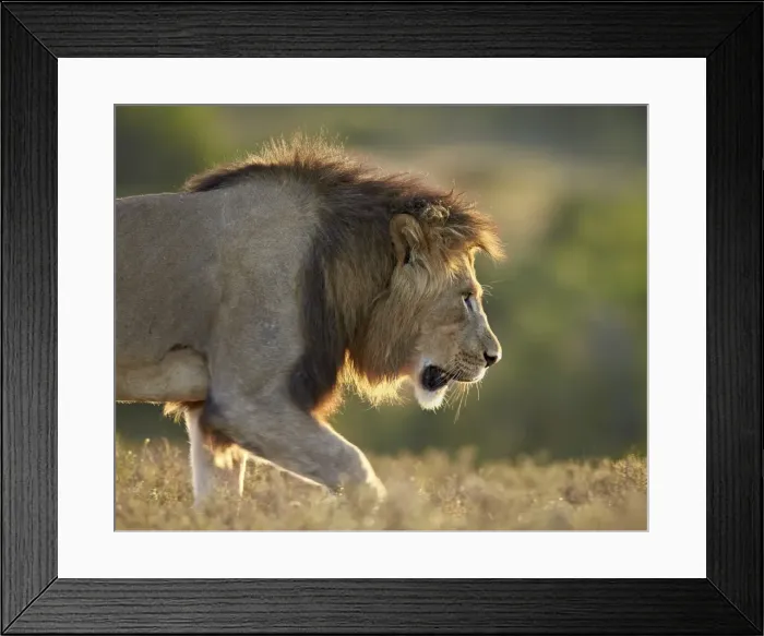 Framed Print : Male lion (Panthera leo), backlit, Addo Elephant National Park, South Africa, Africa Framed Print : Male lion (Panthera leo), backlit, Addo Elephant National Park, South Africa, Africa