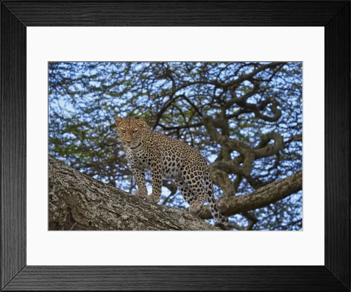 Framed Print : Leopard (Panthera pardus) in a tree, Ngorongoro Conservation Area, UNESCO World Heritage Site