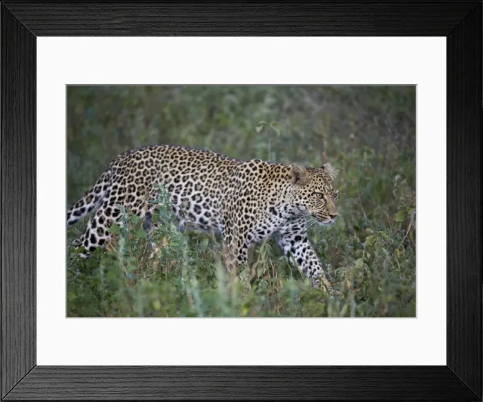 Framed Print : Leopard (Panthera pardus), Ngorongoro Conservation Area, UNESCO World Heritage Site Framed Print : Leopard (Panthera pardus), Ngorongoro Conservation Area, UNESCO World Heritage Site