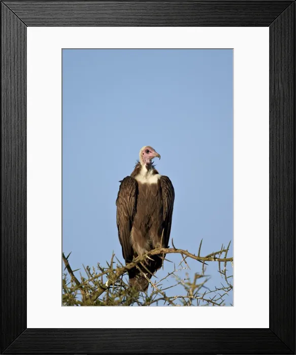 Framed Print : Hooded vulture (Necrosyrtes monachus), Ngorongoro Conservation Area, UNESCO World Heritage Site Framed Print : Hooded vulture (Necrosyrtes monachus), Ngorongoro Conservation Area, UNESCO World Heritage Site