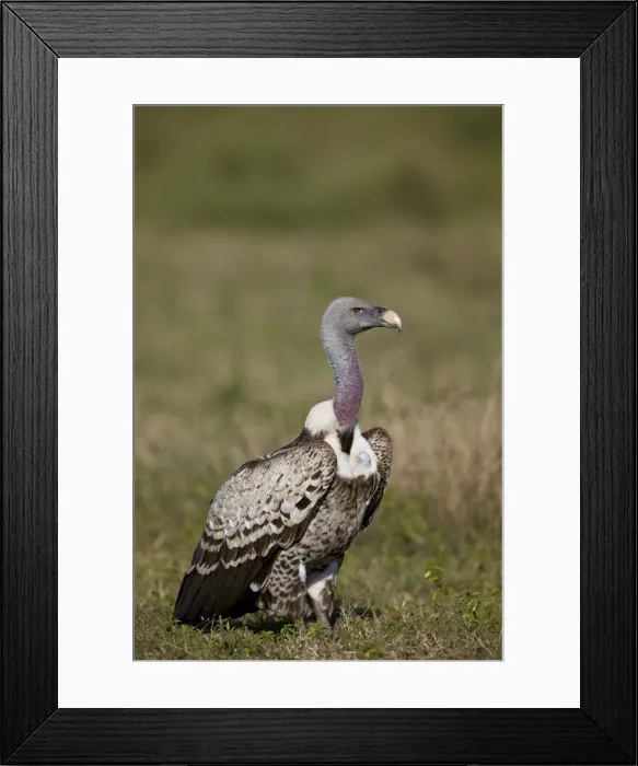 Framed Print : Rupellss griffon vulture (Gyps rueppellii), Ngorongoro Conservation Area, UNESCO Framed Print : Rupellss griffon vulture (Gyps rueppellii), Ngorongoro Conservation Area, UNESCO