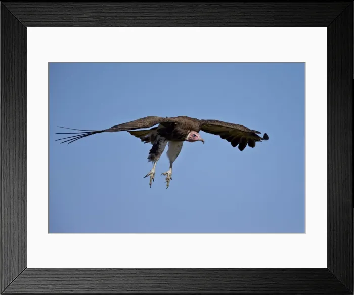 Framed Print : Hooded vulture (Necrosyrtes monachus) in flight on approach to landing, Ngorongoro Framed Print : Hooded vulture (Necrosyrtes monachus) in flight on approach to landing, Ngorongoro