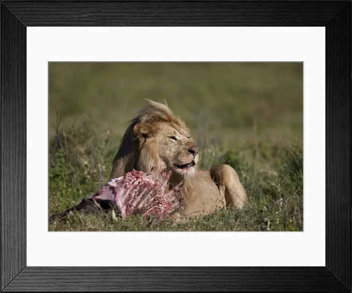 Framed Print : Lion (Panthera leo) at a wildebeest carcass, Ngorongoro Conservation Area, UNESCO Framed Print : Lion (Panthera leo) at a wildebeest carcass, Ngorongoro Conservation Area, UNESCO