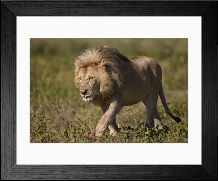 Framed Print : Lion (Panthera leo), Ngorongoro Conservation Area, UNESCO World Heritage Site, Serengeti Framed Print : Lion (Panthera leo), Ngorongoro Conservation Area, UNESCO World Heritage Site, Serengeti