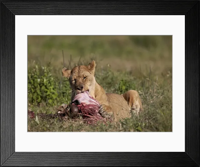 Framed Print : Lioness (Panthera leo) at a wildebeest carcass, Ngorongoro Conservation Area, UNESCO Framed Print : Lioness (Panthera leo) at a wildebeest carcass, Ngorongoro Conservation Area, UNESCO