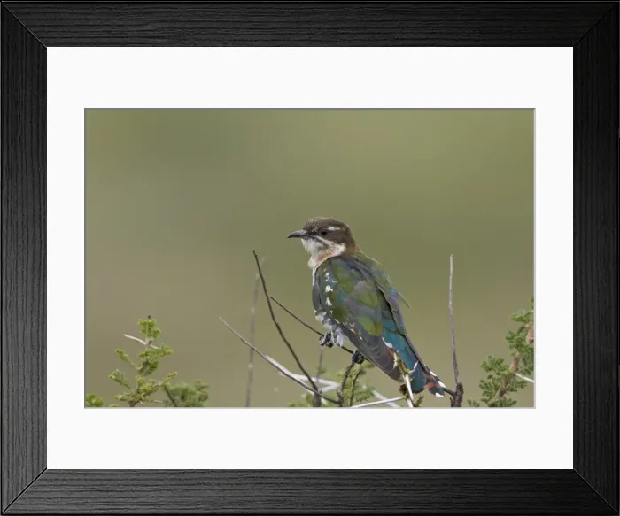 Framed Print : Diederik cuckoo (Chrysococcyx caprius), male, Ngorongoro Conservation Area, UNESCO Framed Print : Diederik cuckoo (Chrysococcyx caprius), male, Ngorongoro Conservation Area, UNESCO