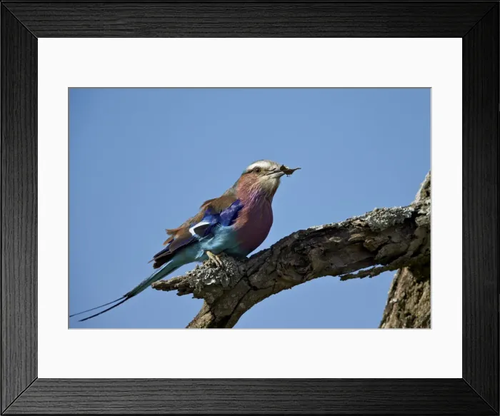 Framed Print : Lilac-breasted roller (Coracias caudata) with an insect, Ngorongoro Conservation Area