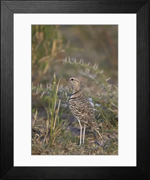 Framed Print : Two-banded courser (double-banded courser) (Rhinoptilus africanus), Ngorongoro Conservation Area Framed Print : Two-banded courser (double-banded courser) (Rhinoptilus africanus), Ngorongoro Conservation Area