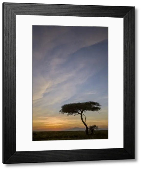 Framed Print : Acacia tree and clouds at sunrise, Ngorongoro Conservation Area, UNESCO World Heritage Site Framed Print : Acacia tree and clouds at sunrise, Ngorongoro Conservation Area, UNESCO World Heritage Site