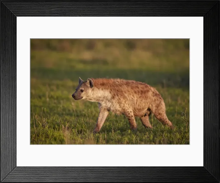 Framed Print : Spotted hyena (spotted hyaena) (Crocuta crocuta), Ngorongoro Conservation Area, UNESCO Framed Print : Spotted hyena (spotted hyaena) (Crocuta crocuta), Ngorongoro Conservation Area, UNESCO
