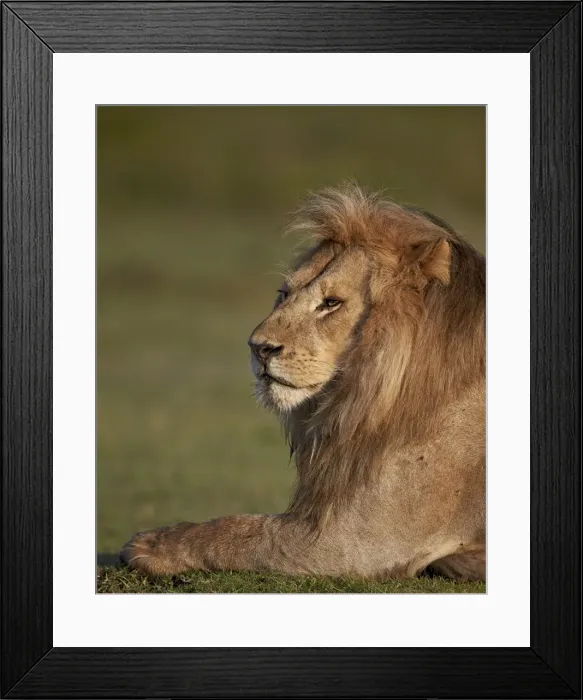 Framed Print : Lion (Panthera leo), Ngorongoro Conservation Area, UNESCO World Heritage Site, Serengeti