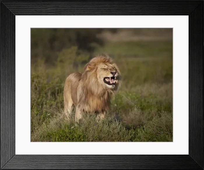 Framed Print : Lion (Panthera leo) demonstrating the flehmen response, Ngorongoro Conservation Area Framed Print : Lion (Panthera leo) demonstrating the flehmen response, Ngorongoro Conservation Area