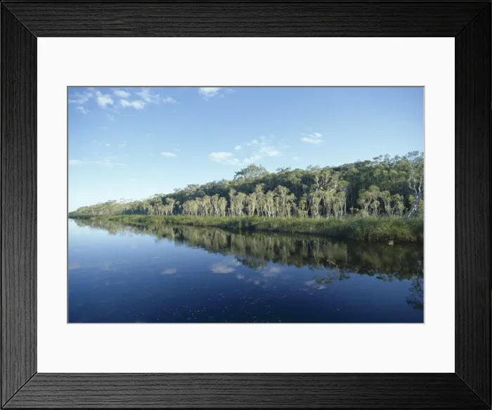 Framed Print : Trees reflected in still water, Everglades, Noosa, Queensland, Australia, Pacific Framed Print : Trees reflected in still water, Everglades, Noosa, Queensland, Australia, Pacific