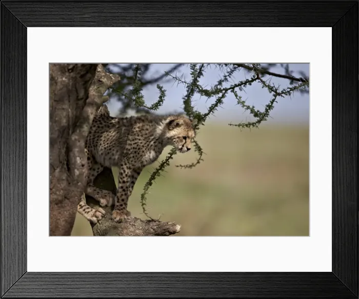 Framed Print : Cheetah (Acinonyx jubatus) cub in an acacia tree, Ngorongoro Conservation Area, UNESCO Framed Print : Cheetah (Acinonyx jubatus) cub in an acacia tree, Ngorongoro Conservation Area, UNESCO