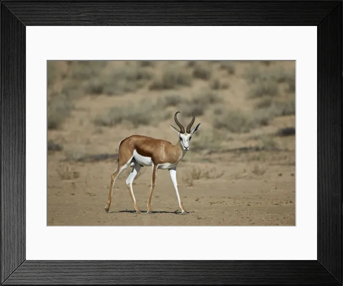 Framed Print : Springbok (Antidorcas marsupialis) buck, Kgalagadi Transfrontier Park encompassing Framed Print : Springbok (Antidorcas marsupialis) buck, Kgalagadi Transfrontier Park encompassing