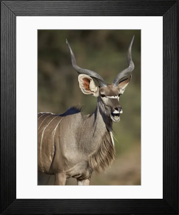 Framed Print : Greater kudu (Tragelaphus strepsiceros) buck with his mouth open, Kgalagadi Transfrontier