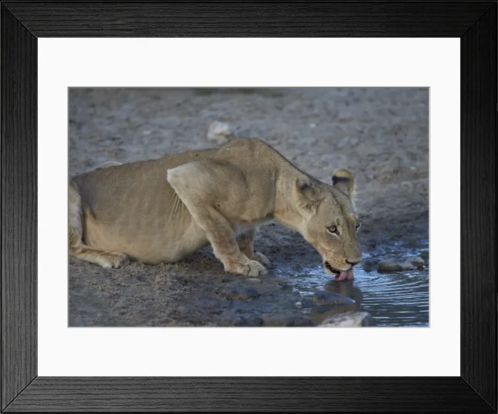 Framed Print : Lioness (Panthera leo) drinking, Kgalagadi Transfrontier Park encompassing the former Framed Print : Lioness (Panthera leo) drinking, Kgalagadi Transfrontier Park encompassing the former