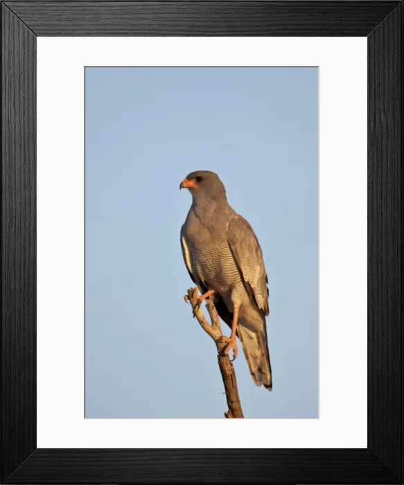 Framed Print : Southernpale chanting goshawk (Melierax canorus), Kgalagadi Transfrontier Park encompassing Framed Print : Southernpale chanting goshawk (Melierax canorus), Kgalagadi Transfrontier Park encompassing