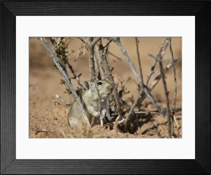 Framed Print : Brants whistling rat (Parotomys brantsii), Kgalagadi Transfrontier Park encompassing Framed Print : Brants whistling rat (Parotomys brantsii), Kgalagadi Transfrontier Park encompassing