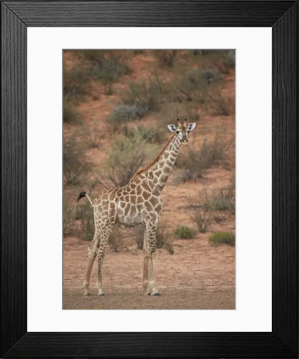 Framed Print : Cape giraffe (Giraffa camelopardalis giraffa), Kgalagadi Transfrontier Park encompassing Framed Print : Cape giraffe (Giraffa camelopardalis giraffa), Kgalagadi Transfrontier Park encompassing