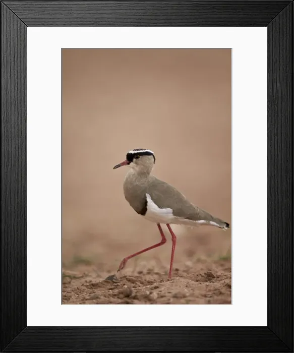 Framed Print : Crowned plover (crowned lapwing) (Vanellus coronatus), Kgalagadi Transfrontier Park Framed Print : Crowned plover (crowned lapwing) (Vanellus coronatus), Kgalagadi Transfrontier Park