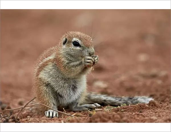 Young Cape ground squirrel (Xerus inauris) eating, Kgalagadi Transfrontier Park encompassing
