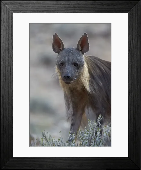 Framed Print : Brown hyena (Hyaena brunnea) (formerly Parahyaena brunnea), Kgalagadi Transfrontier Framed Print : Brown hyena (Hyaena brunnea) (formerly Parahyaena brunnea), Kgalagadi Transfrontier