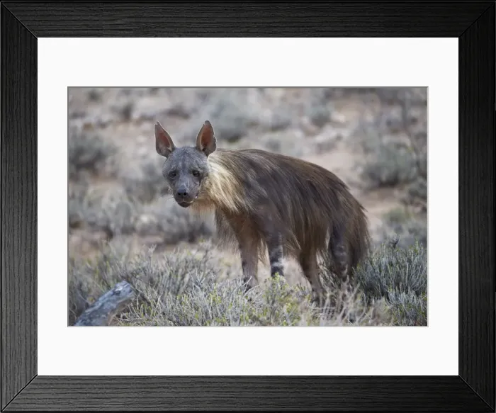 Framed Print : Brown hyena (Hyaena brunnea) (formerly Parahyaena brunnea), Kgalagadi Transfrontier Framed Print : Brown hyena (Hyaena brunnea) (formerly Parahyaena brunnea), Kgalagadi Transfrontier