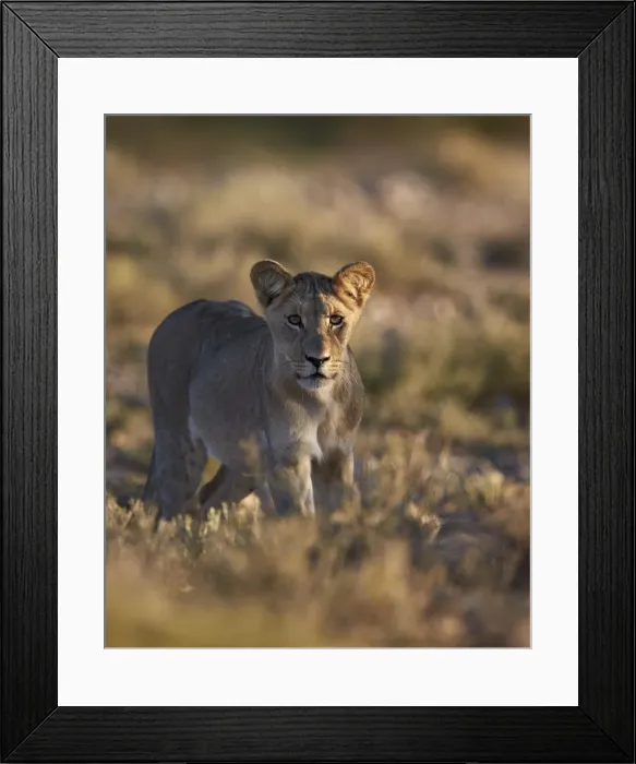 Framed Print : Lion (Panthera leo), immature, Kgalagadi Transfrontier Park encompassing the former Framed Print : Lion (Panthera leo), immature, Kgalagadi Transfrontier Park encompassing the former