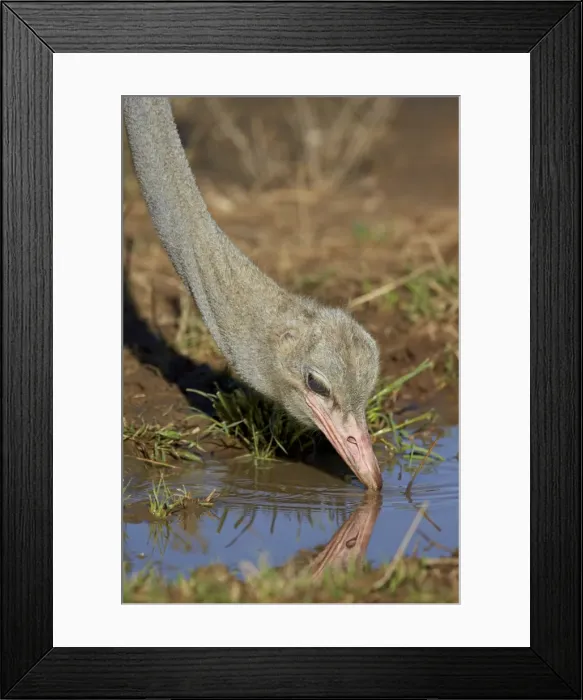 Framed Print : Common ostrich (Struthio camelus) drinking, Kgalagadi Transfrontier Park encompassing Framed Print : Common ostrich (Struthio camelus) drinking, Kgalagadi Transfrontier Park encompassing