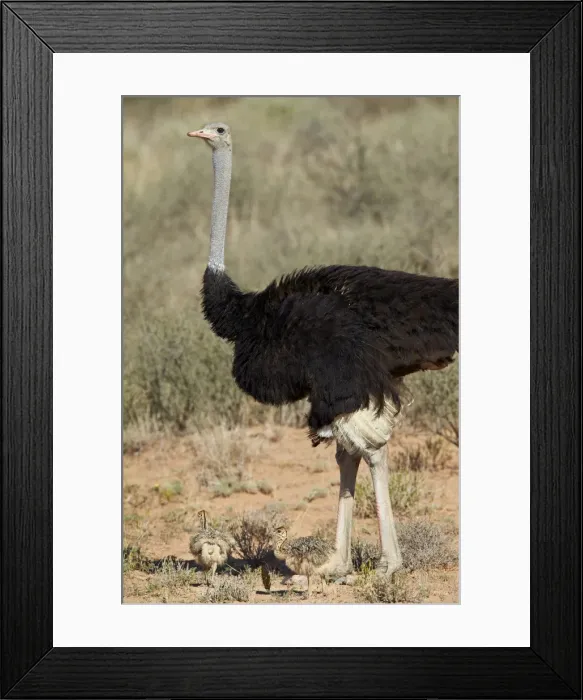 Framed Print : Common ostrich (Struthio camelus) male with two chicks, Kgalagadi Transfrontier Park Framed Print : Common ostrich (Struthio camelus) male with two chicks, Kgalagadi Transfrontier Park