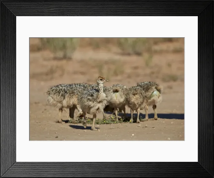 Framed Print : Common ostrich (Struthio camelus) chicks, Kgalagadi Transfrontier Park encompassing