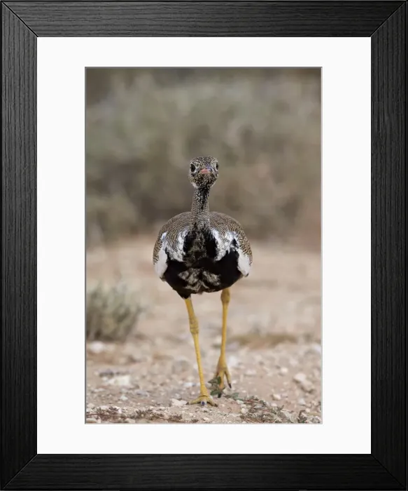 Framed Print : Northern black korhaan (Eupodotis afraoides), immature male, Kgalagadi Transfrontier Framed Print : Northern black korhaan (Eupodotis afraoides), immature male, Kgalagadi Transfrontier