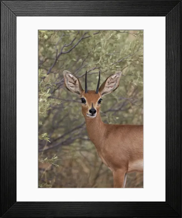 Framed Print : Steenbok (Raphicerus campestris) buck, Kgalagadi Transfrontier Park, encompassing Framed Print : Steenbok (Raphicerus campestris) buck, Kgalagadi Transfrontier Park, encompassing