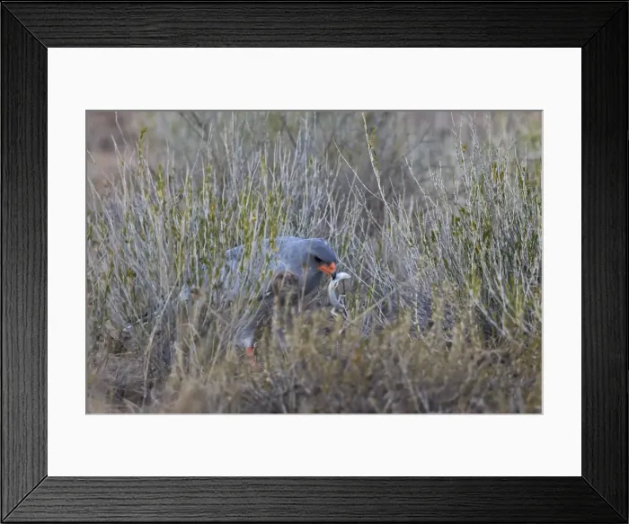 Framed Print : Southern pale chanting goshawk (Melierax canorus) with a skink, Kgalagadi Transfrontier Framed Print : Southern pale chanting goshawk (Melierax canorus) with a skink, Kgalagadi Transfrontier