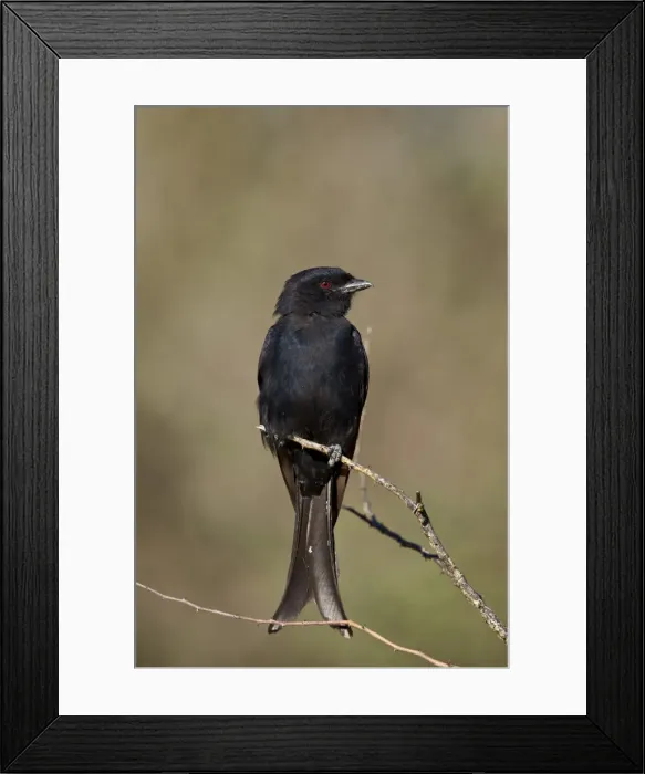 Framed Print : Fork-tailed drongo (Dicrurus adsimilis), Kgalagadi Transfrontier Park encompassing