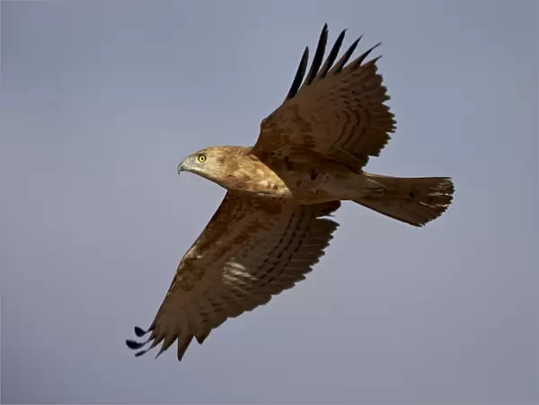 Black-breasted snake eagle (black-chested snake eagle) (Circaetus pectoralis) in flight