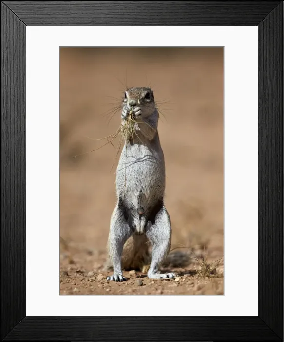 Framed Print : Cape ground squirrel (Xerus inauris) eating, Kgalagadi Transfrontier Park, encompassing Framed Print : Cape ground squirrel (Xerus inauris) eating, Kgalagadi Transfrontier Park, encompassing
