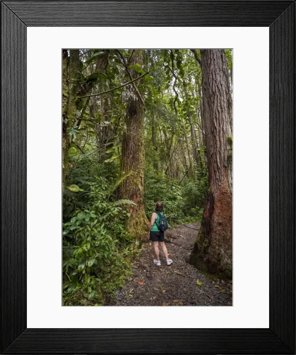 Framed Print : Hiking Manoa Falls Trail, Honolulu, Oahu, Hawaii, United States of America, Pacific Framed Print : Hiking Manoa Falls Trail, Honolulu, Oahu, Hawaii, United States of America, Pacific