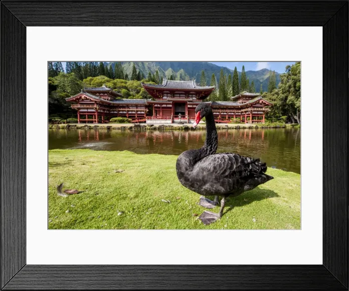 Framed Print : Byodo-In Temple, Valley of The Temples, Kaneohe, Oahu, Hawaii, United States of America Framed Print : Byodo-In Temple, Valley of The Temples, Kaneohe, Oahu, Hawaii, United States of America
