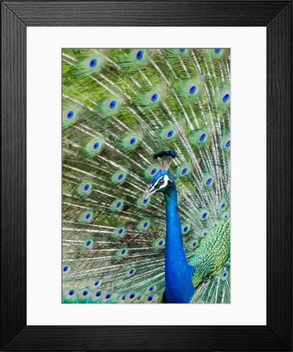 Framed Print : Indian peacock (Pavo cristatus), Waimea Valley Audubon Park, North Shore, Oahu, Hawaii Framed Print : Indian peacock (Pavo cristatus), Waimea Valley Audubon Park, North Shore, Oahu, Hawaii