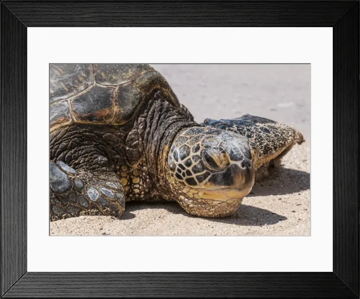 Framed Print : A green sea turtle (Chelonia mydas) on Laniakea Beach, North Shore, Oahu, Hawaii Framed Print : A green sea turtle (Chelonia mydas) on Laniakea Beach, North Shore, Oahu, Hawaii