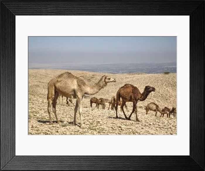 Framed Print : Camels near the Dead Sea, Jordan, Middle East