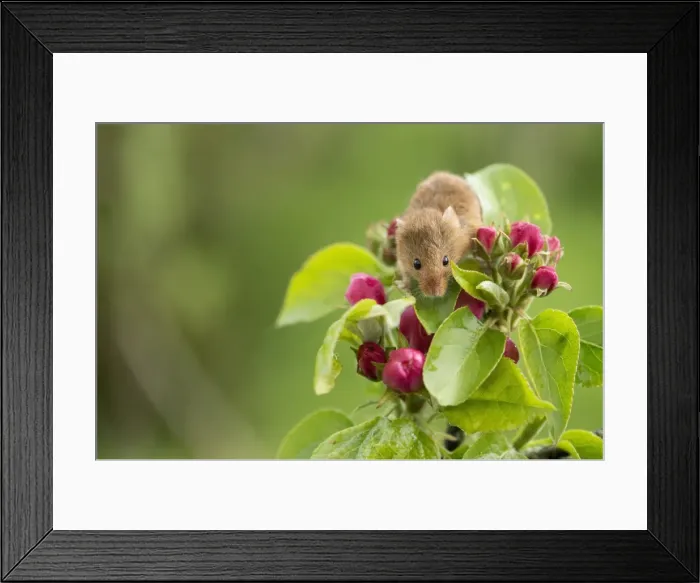 Framed Print : Eurasian harvest mouse (Micromys minutus), Devon, England, United Kingdom, Europe Framed Print : Eurasian harvest mouse (Micromys minutus), Devon, England, United Kingdom, Europe