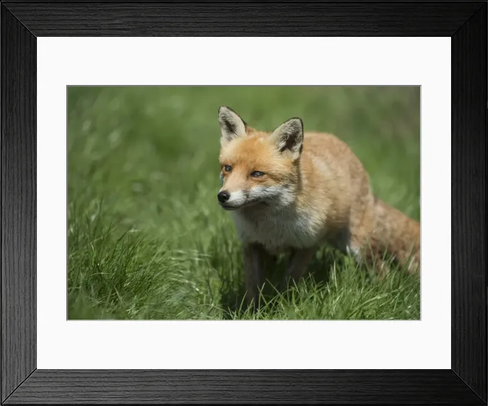Framed Print : Red fox (Vulpes vulpes), Devon, England, United Kingdom, Europe Framed Print : Red fox (Vulpes vulpes), Devon, England, United Kingdom, Europe
